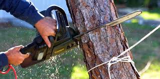 Best Tree Removal Service  in USA